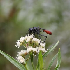 Ammophila