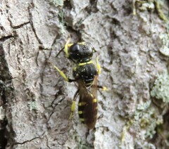 Ectemnius cephalotes