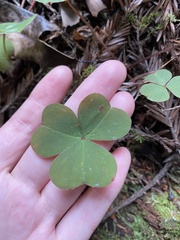 Oxalis oregana