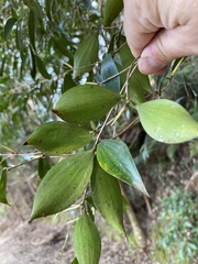 Trochocarpa laurina