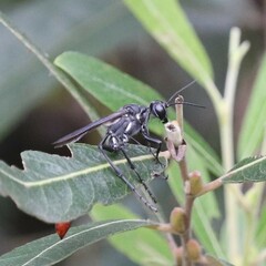 Ammophila