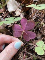 Oxalis oregana