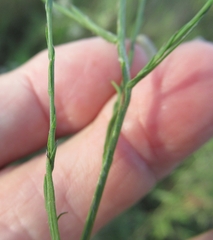 Chloracantha spinosa