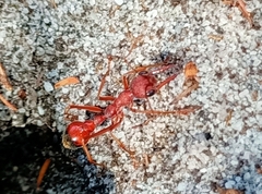Myrmecia nigriscapa