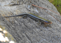 Plestiodon inexpectatus