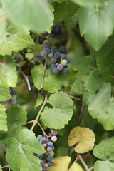 Vitis californica