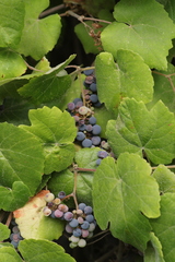 Vitis californica