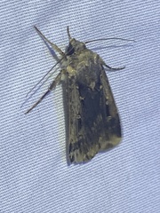 Feltia subterranea