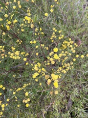Acacia sclerophylla