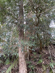 Trochocarpa laurina