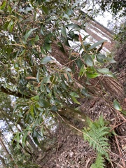 Trochocarpa laurina