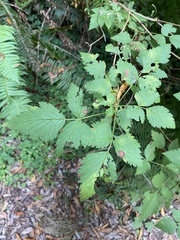 Rubus spectabilis