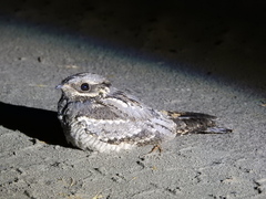 Caprimulgus europaeus