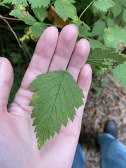 Rubus spectabilis