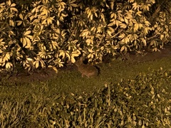 Sylvilagus palustris