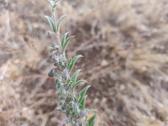 Trichostema lanceolatum