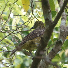 Oriolus flavocinctus