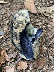 Gyroporus cyanescens