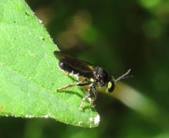 Cerotainia macrocera