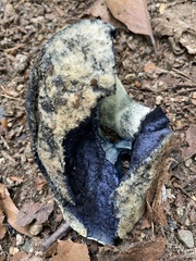 Gyroporus cyanescens