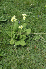 Primula