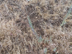 Trichostema lanceolatum
