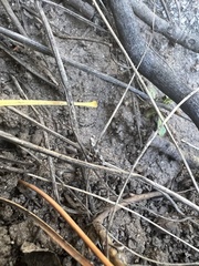 Ethmia discostrigella