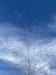 Eragrostis spectabilis