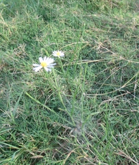 Chloracantha spinosa