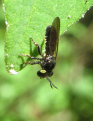 Cerotainia macrocera