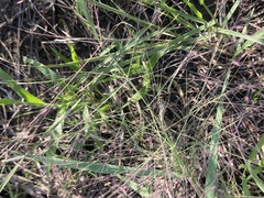 Eragrostis spectabilis