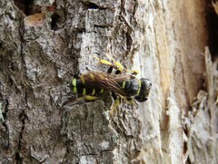 Ectemnius cephalotes