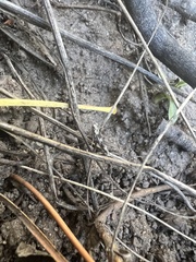 Ethmia discostrigella