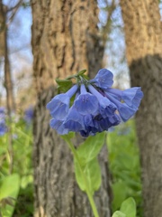Mertensia virginica