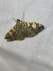 Glyphodes sibillalis