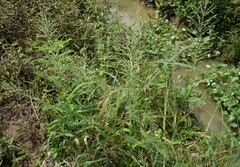 Leptochloa panicoides