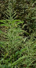 Leptochloa panicoides