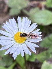 Syrphidae
