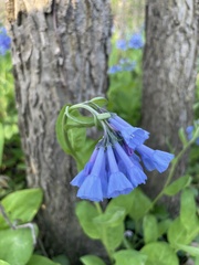 Mertensia virginica