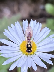 Syrphidae