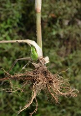 Leptochloa panicoides