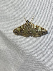 Glyphodes sibillalis