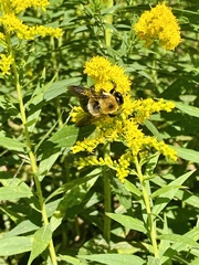 Xylocopa virginica virginica
