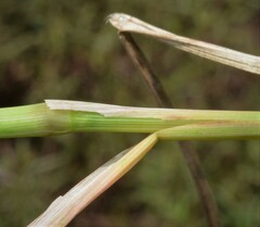 Leptochloa panicoides
