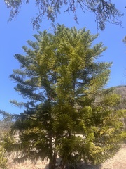 Pinales