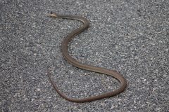 Masticophis mentovarius