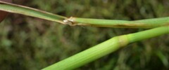Leptochloa panicoides