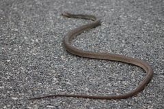 Masticophis mentovarius