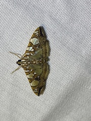 Glyphodes sibillalis