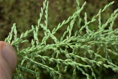 Leptochloa panicoides